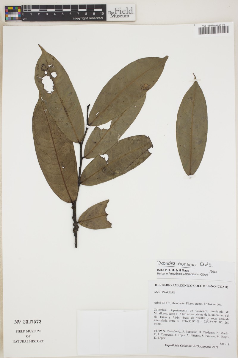 Oxandra euneura photo 3