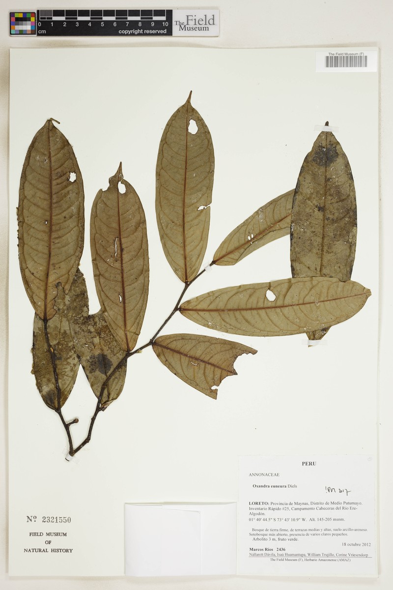 Oxandra euneura photo 4