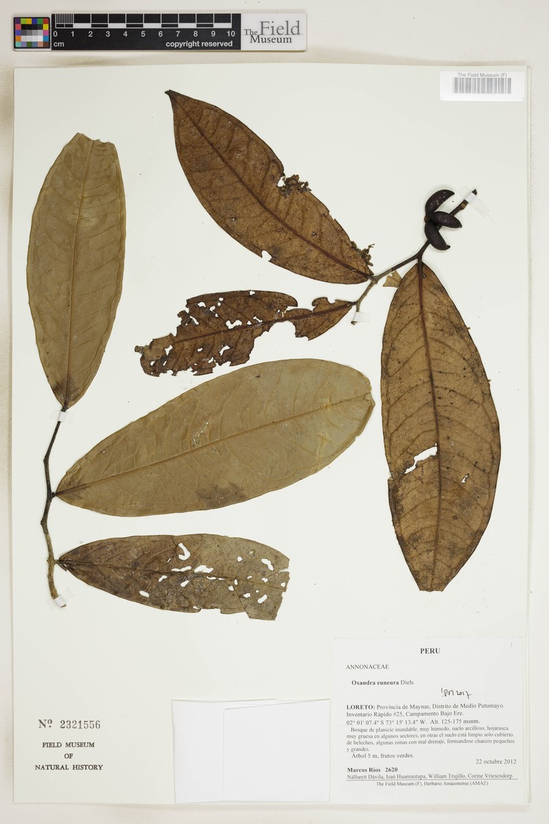 Oxandra euneura photo 5
