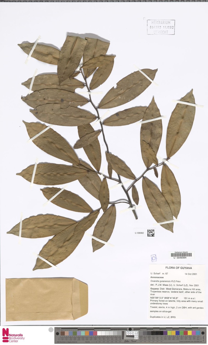 Oxandra guianensis