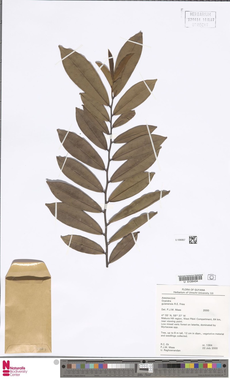 Oxandra guianensis photo 2