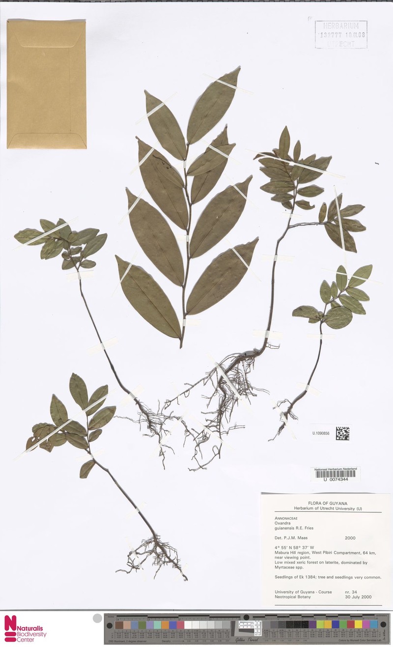 Oxandra guianensis photo 3