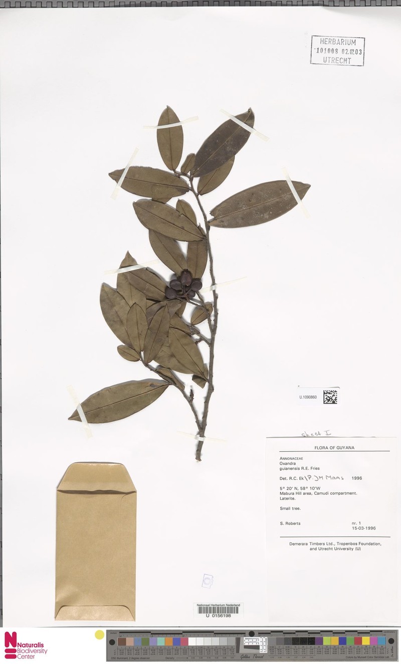 Oxandra guianensis photo 4