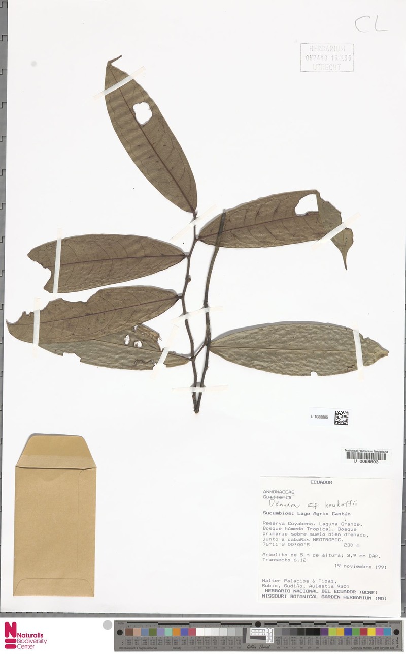 Oxandra krukoffii