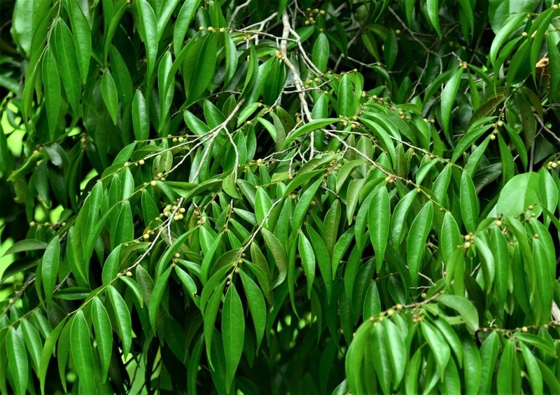 Blacklancewood