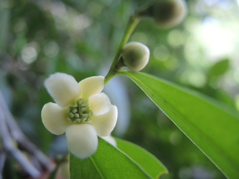 Blacklancewood photo 2