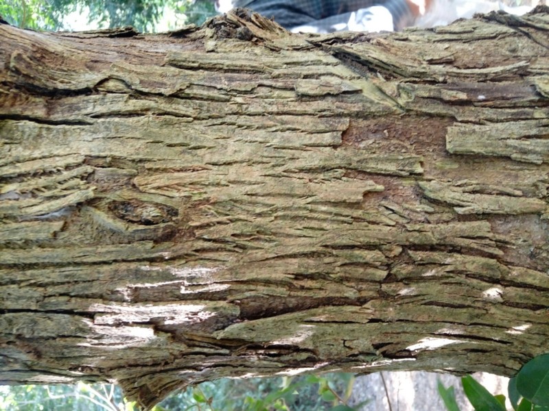 Blacklancewood photo 6