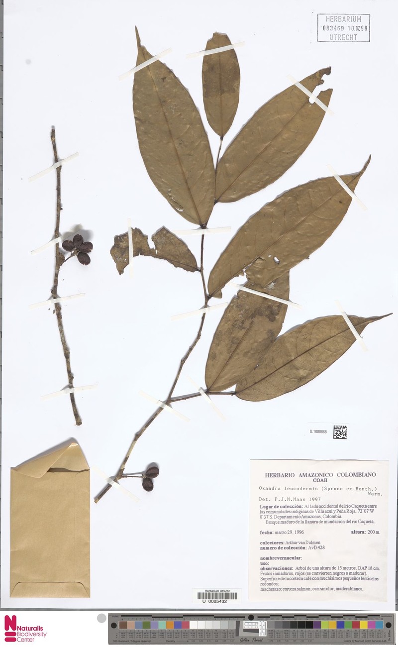 Oxandra leucodermis