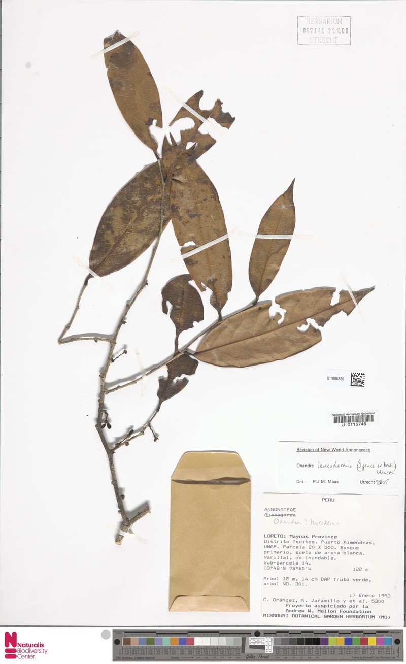 Oxandra leucodermis photo 2