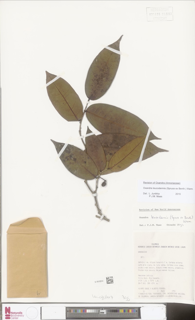 Oxandra leucodermis photo 3