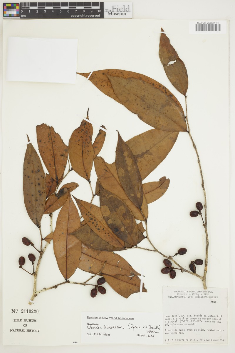 Oxandra leucodermis photo 4
