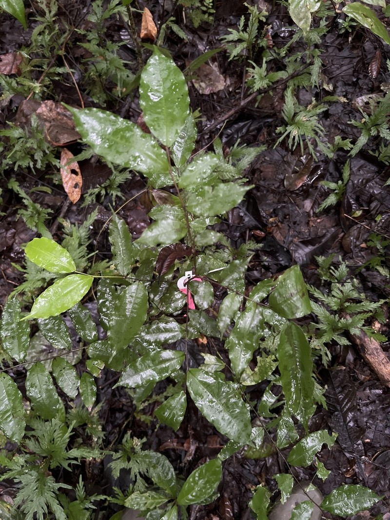 Oxandra longipetala
