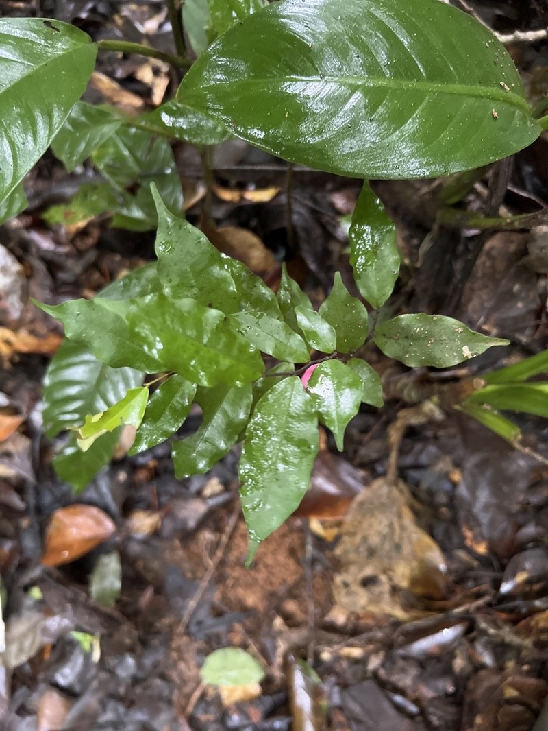 Oxandra longipetala photo 2