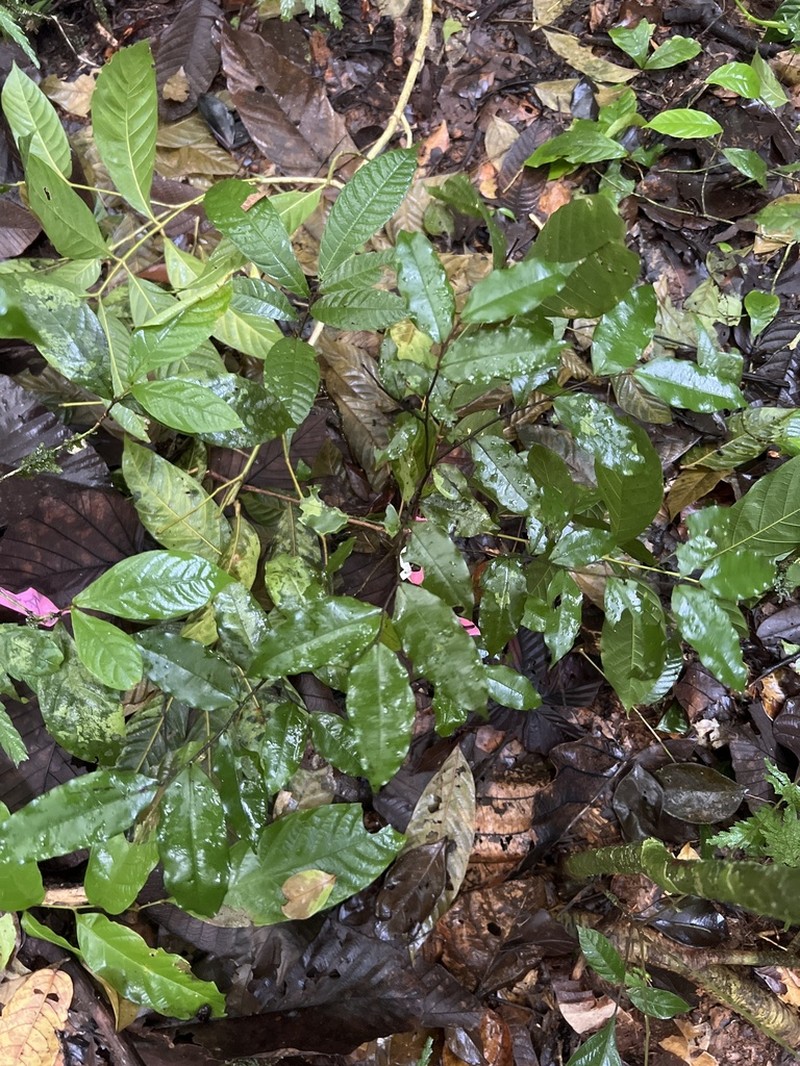 Oxandra longipetala photo 3