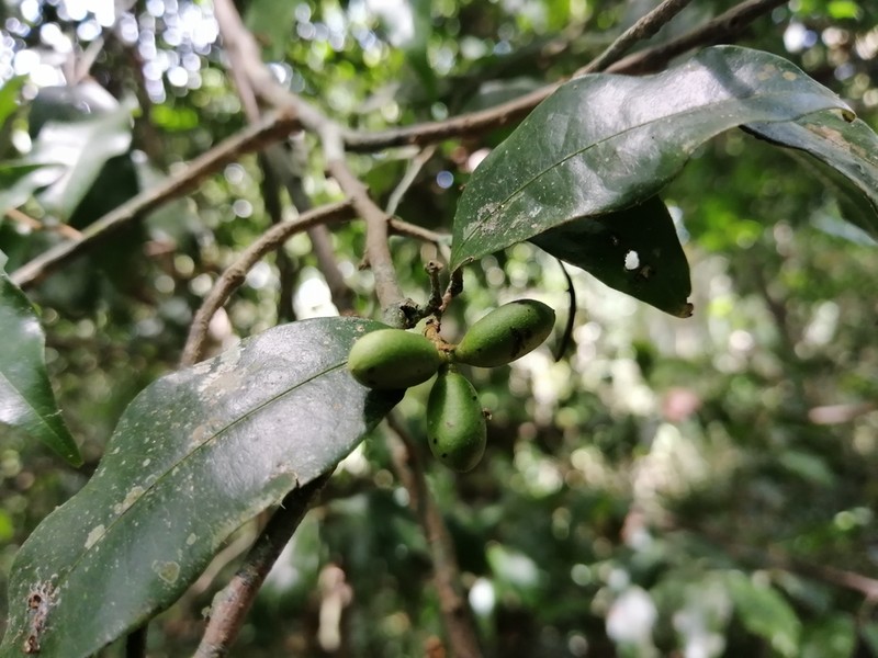 Oxandra longipetala photo 4