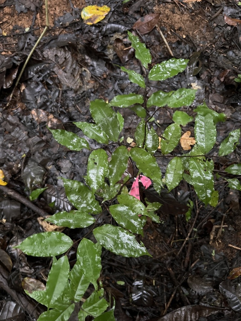 Oxandra longipetala photo 5