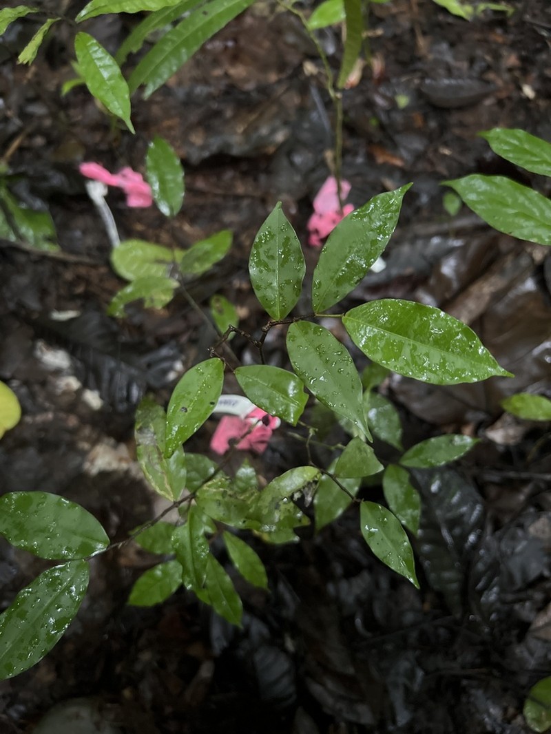 Oxandra longipetala photo 6