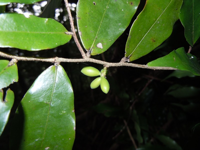 Oxandra longipetala photo 8
