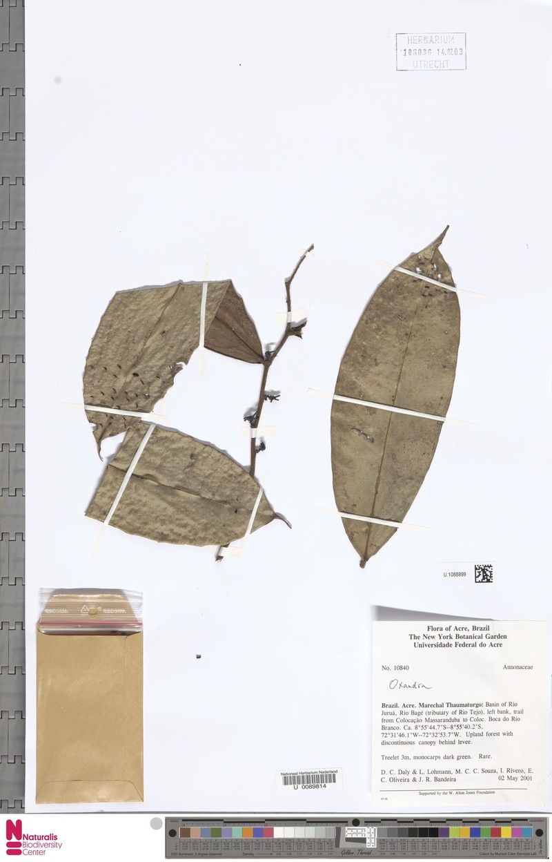 Oxandra macrophylla