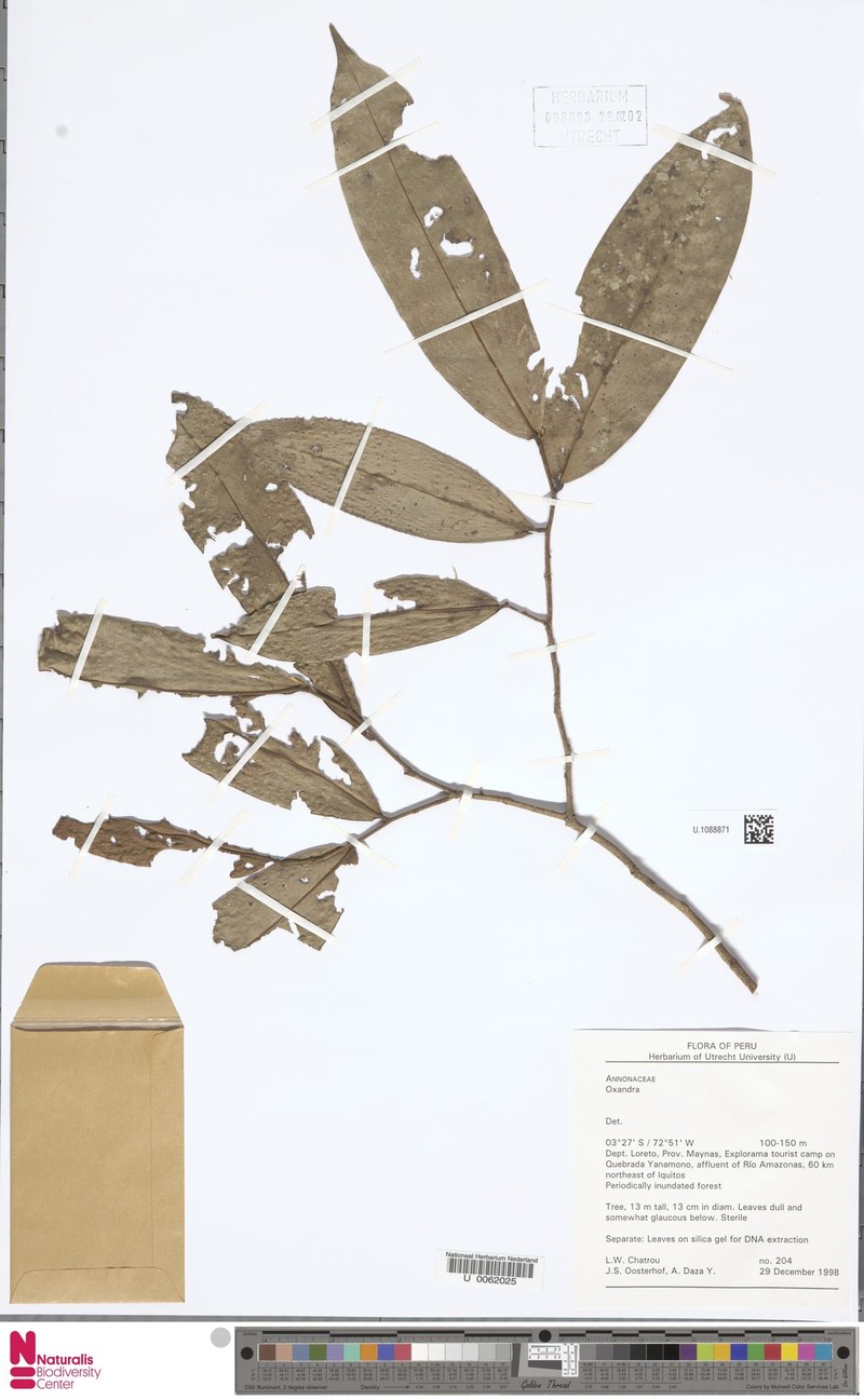 Oxandra macrophylla photo 2
