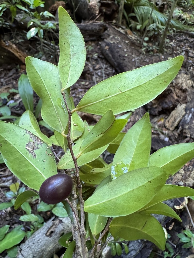 Oxandra martiana