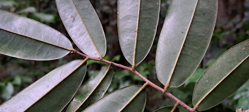 Oxandra panamensis