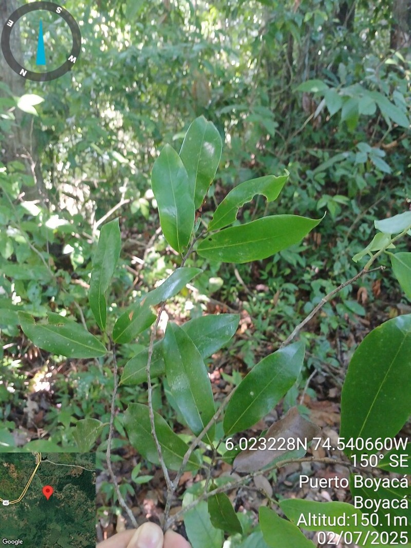 Oxandra panamensis photo 2