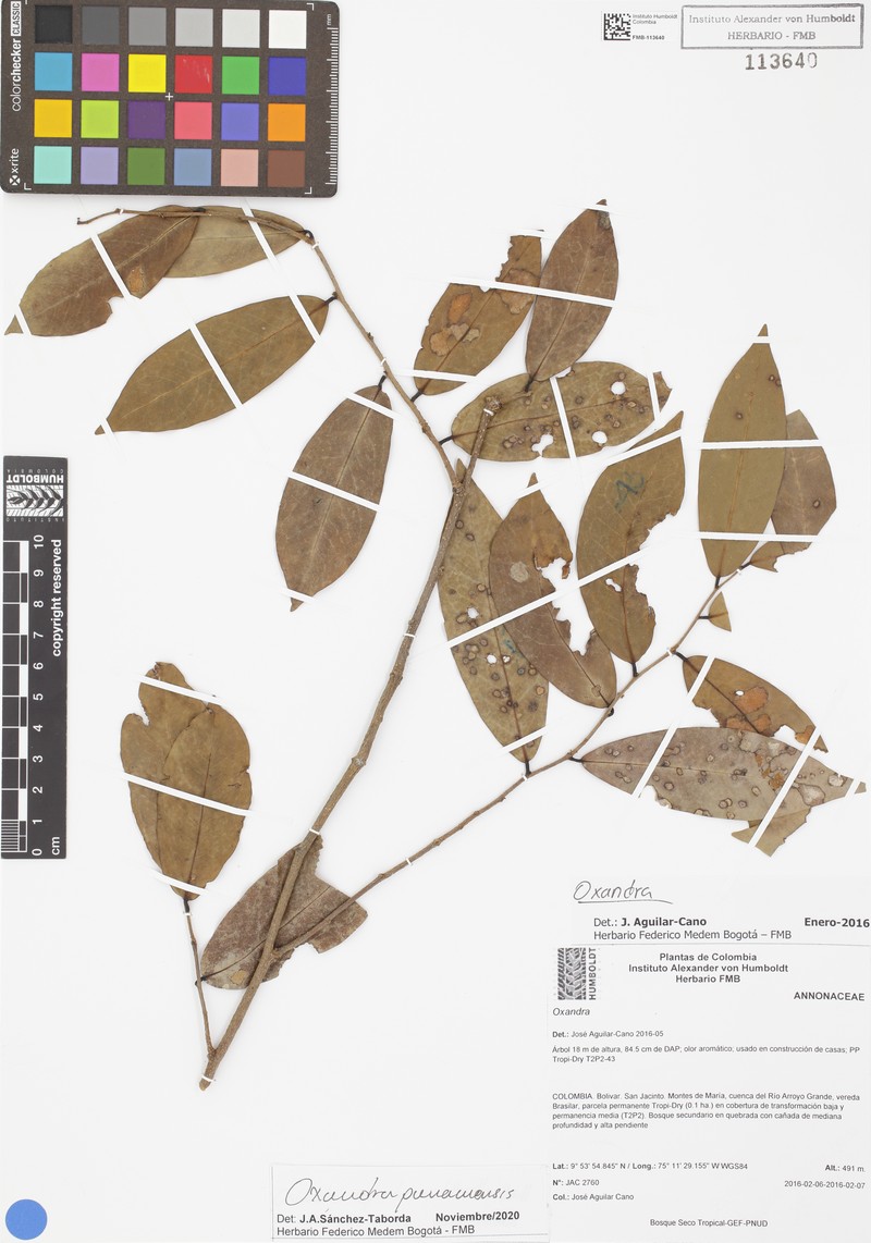Oxandra panamensis photo 4