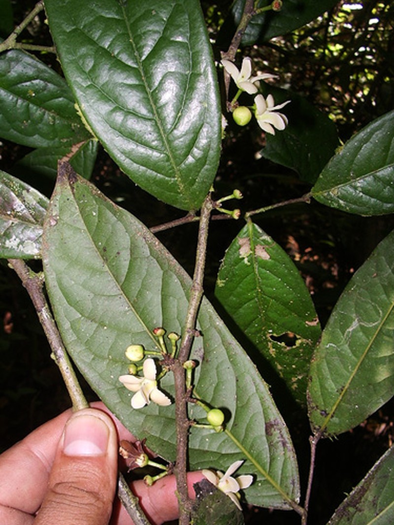 Oxandra polyantha