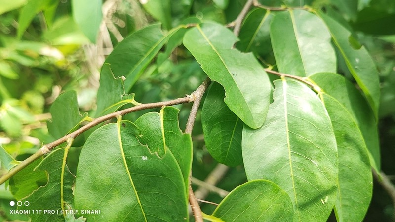 Oxandra reticulata