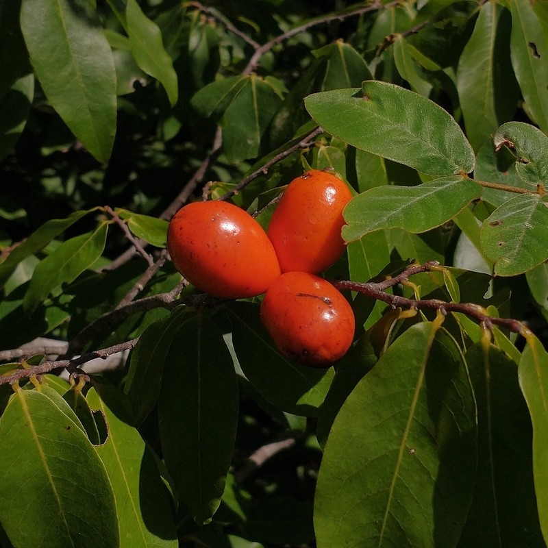 Oxandra reticulata photo 2
