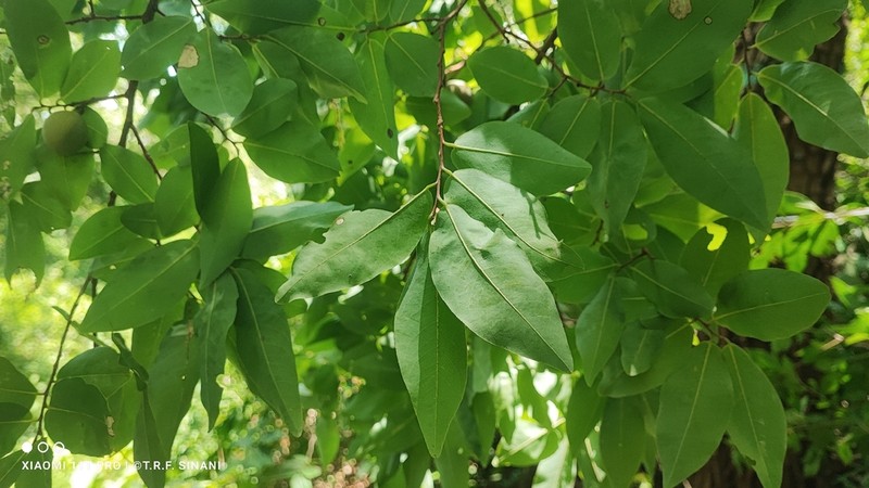 Oxandra reticulata photo 3