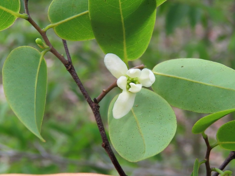 Oxandra reticulata photo 4