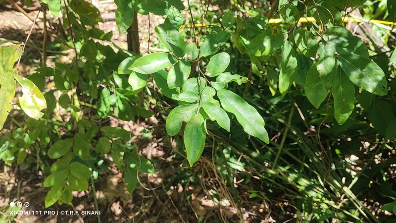 Oxandra reticulata photo 5