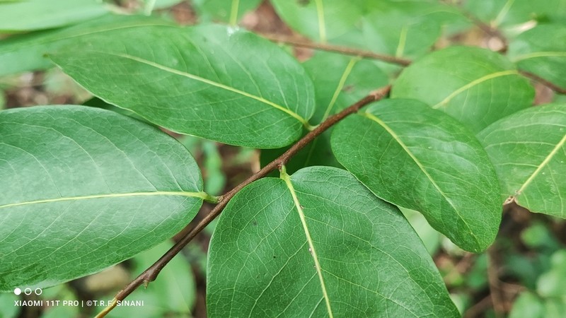 Oxandra reticulata photo 6