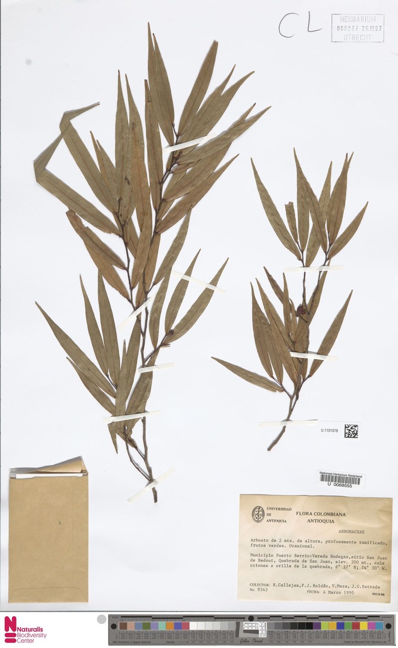 Oxandra rheophytica