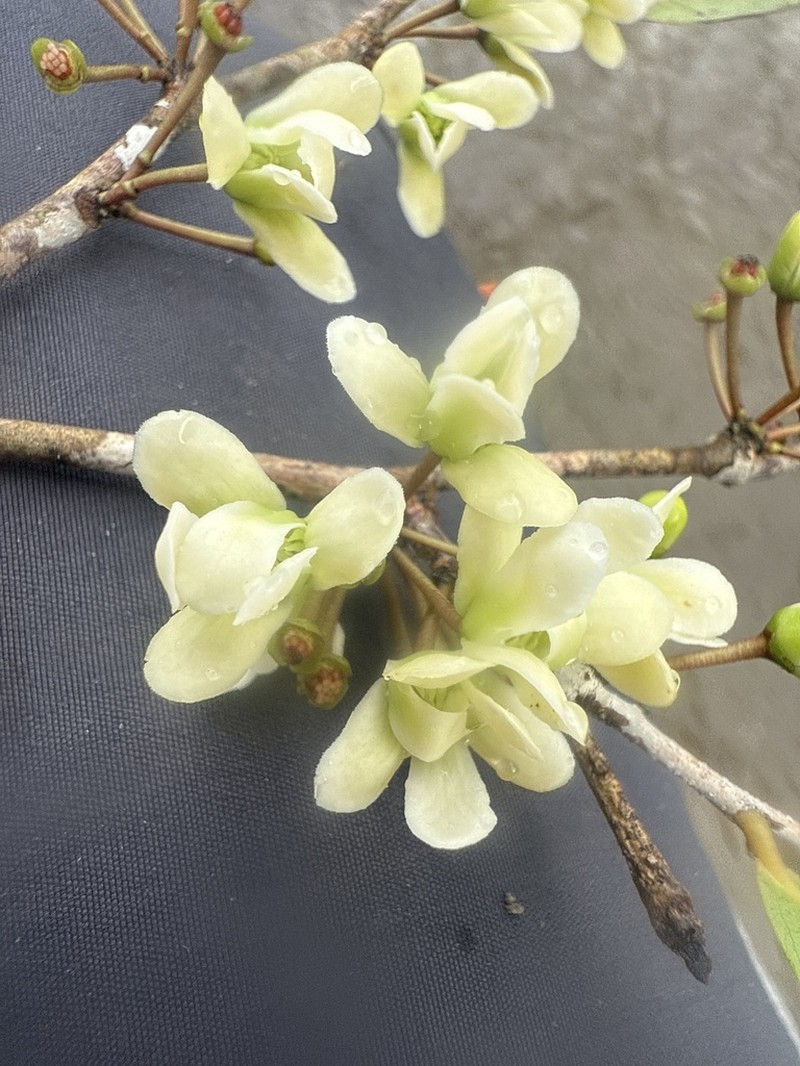Oxandra riedeliana photo 2