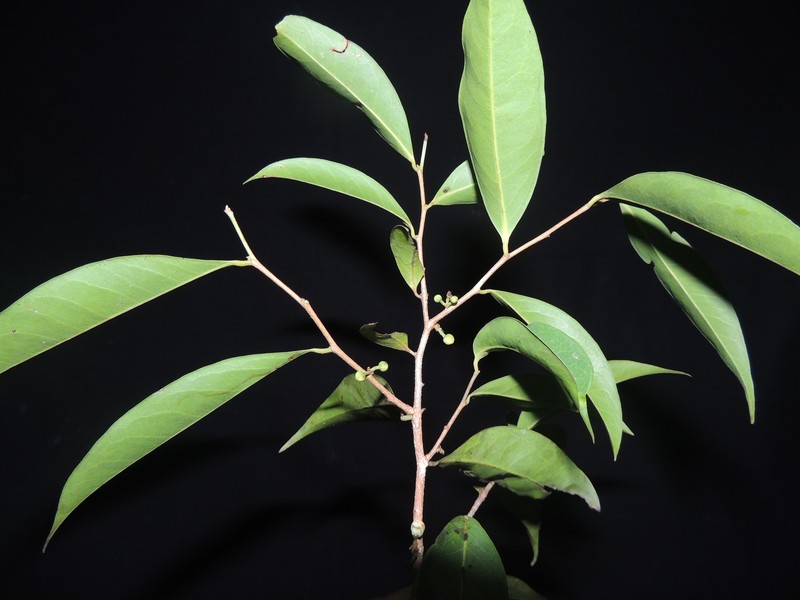 Oxandra riedeliana photo 3