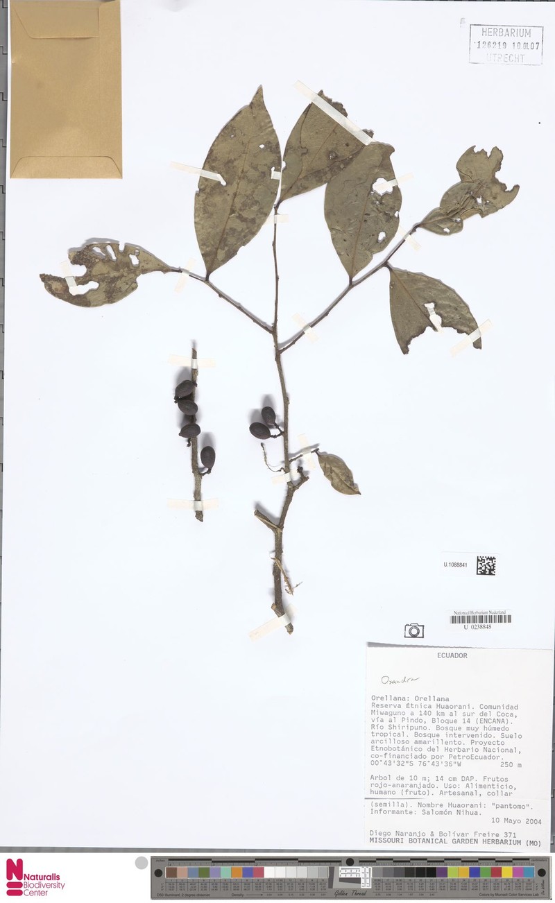 Oxandra riedeliana photo 6