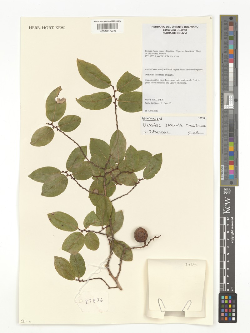 Oxandra saxicola