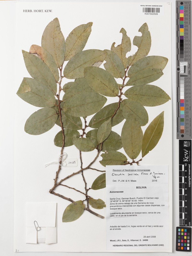 Oxandra saxicola photo 2