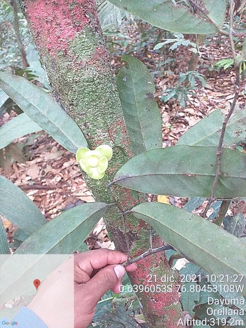 Oxandra sessiliflora photo 2