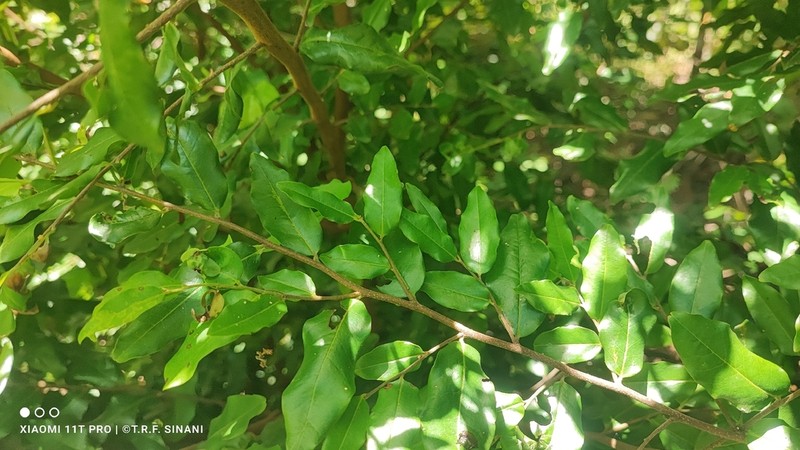 Oxandra sessiliflora photo 3