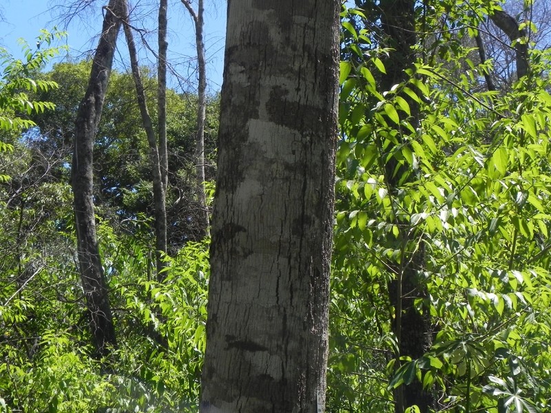 Oxandra sessiliflora photo 4