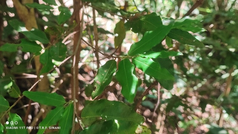 Oxandra sessiliflora photo 5