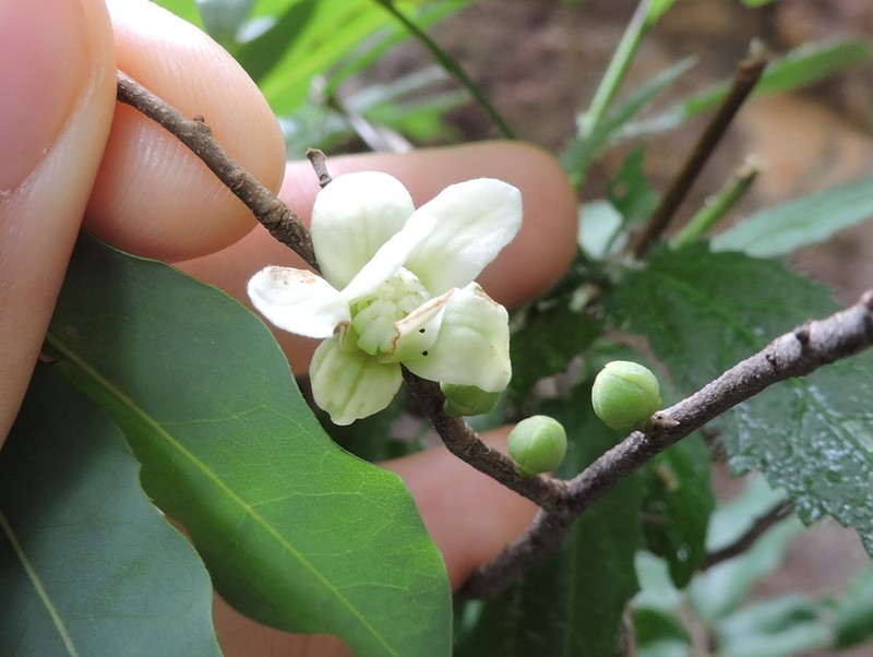 Oxandra sessiliflora photo 6