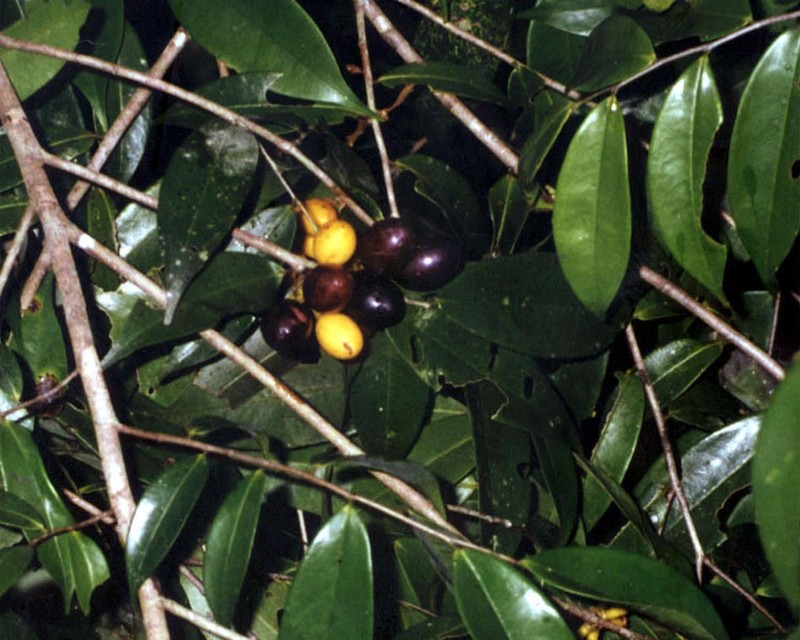 Oxandra sphaerocarpa