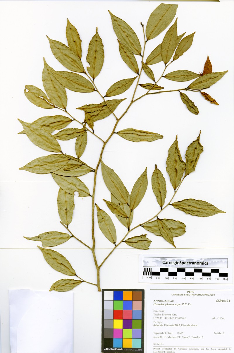 Oxandra sphaerocarpa photo 2