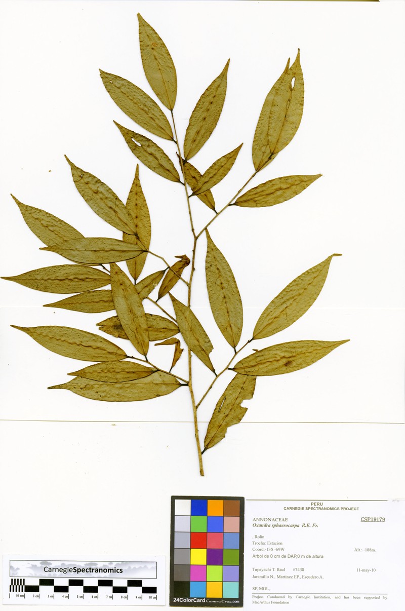 Oxandra sphaerocarpa photo 3