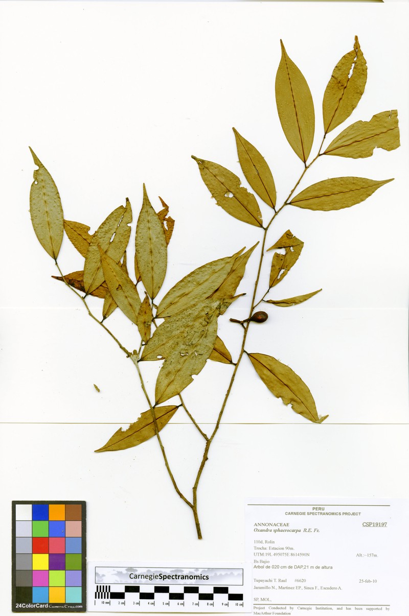 Oxandra sphaerocarpa photo 4